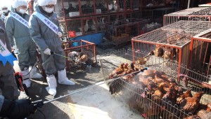 Тревога в Европа и Азия заради нови огнища на птичи грип