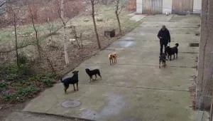 До 2 години броят на бездомните кучета - наполовина