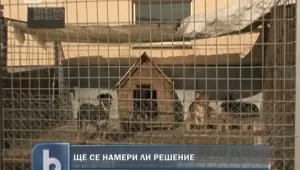 Фандъкова: До две години бездомните кучета наполовина по-малко