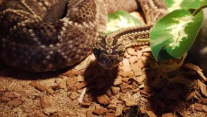 Пожар избухна в терариума на бургаската Морска градина