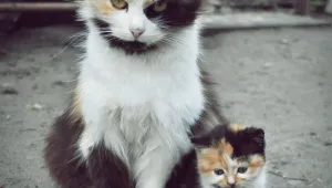 Котките могат да предават туберкулоза на собствениците си