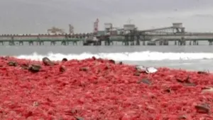 Тонове мъртви скариди изплуваха по крайбрежието на Чили