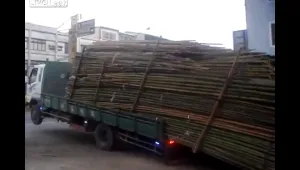 Тайванец 