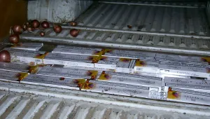 Митничари откриха нелегални цигари, скрити под лук