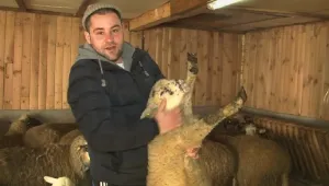 Български животновъди на ръба на оцеляването
