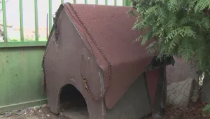 Дете застреля куче с въздушна пушка