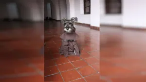 Куче стана монах в манастир в Боливия