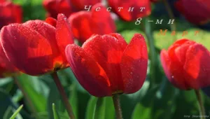 Дъждовно време на 8 март