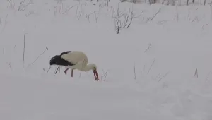 И в Украйна спасяват щъркели 