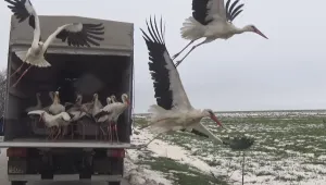 Спасените щъркели отлетяха (ВИДЕО)