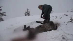 Кой носи отговорност за бедстващите в Осоговската планина коне?