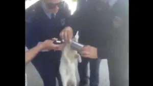 Заклещено коте потърси помощ от полицията