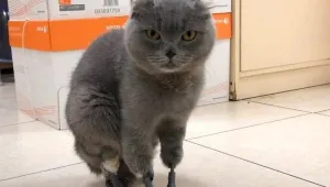 Руското коте Димка стана второто в света с 4 протези, вместо лапи