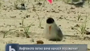  Нефтеното петно достигна Луизиана