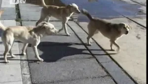 Кучета нахапаха жестоко възрастна жена от Дряново