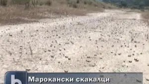 Ликвидирани са огнищата на скакалци в Кърджалийско 