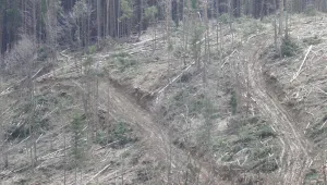 Горски заплашван, след като спрял камион с незаконна дървесина