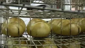 Фалстарт на хляба по стандарт