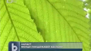 Молци атакуват кестените в Търговище