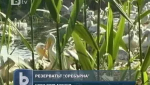 Излюпиха се първите пеликанчета в “Сребърна”