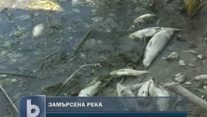 Килограми умряла риба изплуваха от река Банска