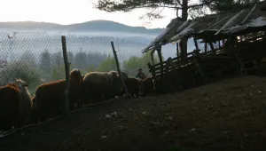 Умъртвяват овце и кози, заболели от шарка край границата с Турция