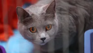 Руснак плати 30 000 долара за некролог на котката си