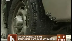 Глутница кучета 