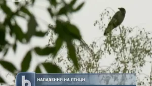 Гарвани и врани масово нападат хора в София