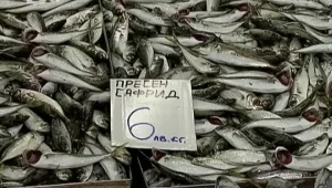 Каква риба купуваме?