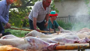 Интересът към агнетата не спада