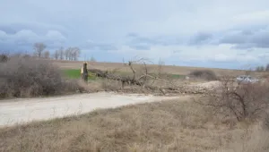 Опасност от падане на сухи дървета и клони по пътя София-Варна