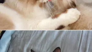 Снимат филм за Grumpy Cat