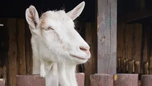 Angry Goat!