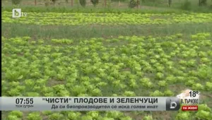 Заради биозеленчуците младо семейство избра Софийското поле пред столицата