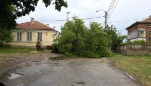 Дърво падна върху кола на пътя Пазарджик-Белово, жена е с опасност за живота 