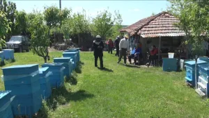 Мор по пчелите в Добруджа