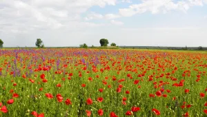 Предимно слънчеви и много топли почивни дни