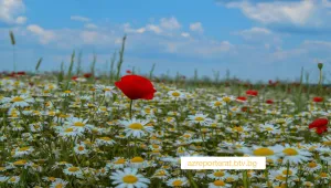 Валежите намаляват и отслабват