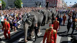 Зрелищен парад на слонове в Санкт Петербург