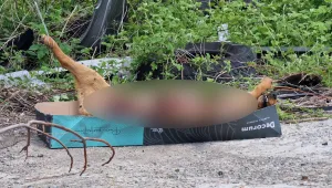 Продължава масовото отравяне на кучета в Сандански, открити са още мъртви животни
