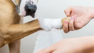 С бясна скорост: Шофьор прегази куче в центъра на София (СНИМКИ)