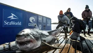 Гигантска бяла акула плува край бреговете на Южна Каролина