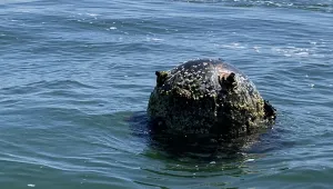 Обезвредиха блуждаеща мина в Черно море