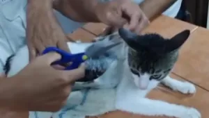 Котка „дилър“ беше заловена да пренася наркотици в затвор в Коста Рика (ВИДЕО)