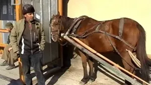 Започва издаването на документи за коне и магарета