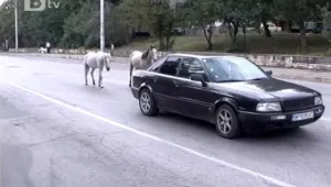 В София правят паркинг за... коне 