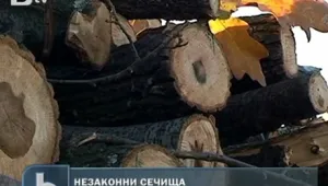 Акция срещу незаконно изсичане на гори в Сунгурларе