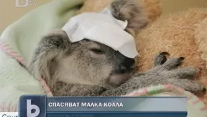 Австралийци се борят за живота на малка коала