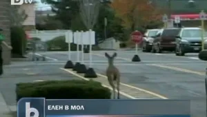 Елен нахлу в мол